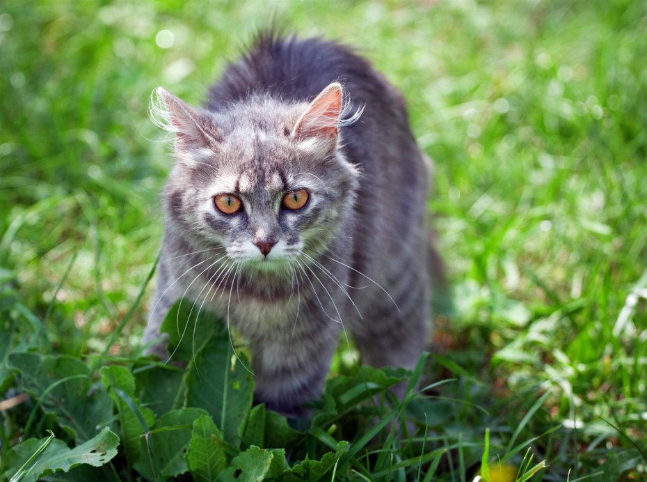 Котята серые полосатые на траве