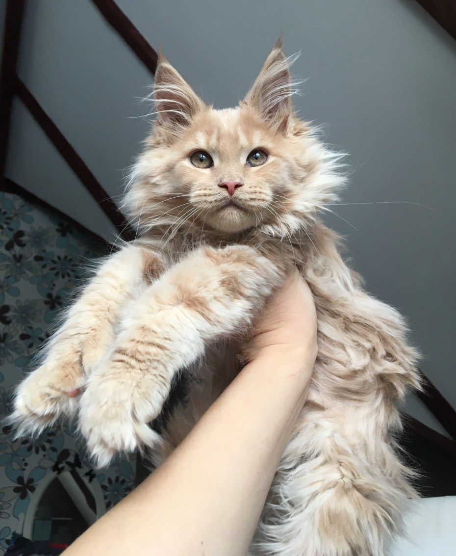 Большая кошка Мейн кун