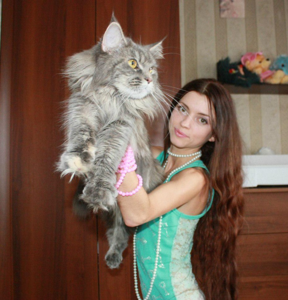 Мейн кун большой девочка