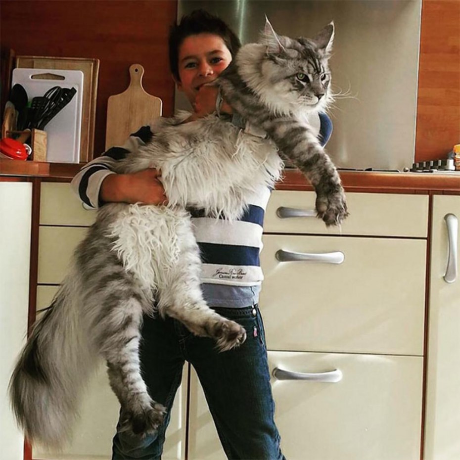 Большой кот Мейн кун