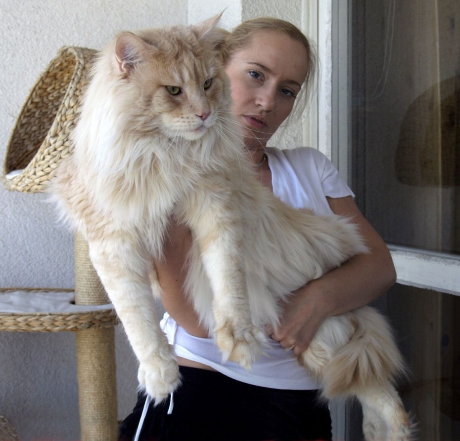 Мейн кун на руках