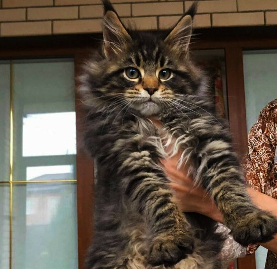 Большой кот Мейн кун