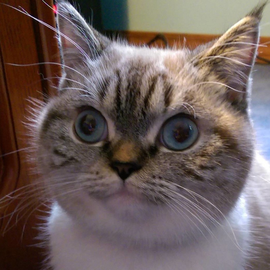 Кот с косыми глазами