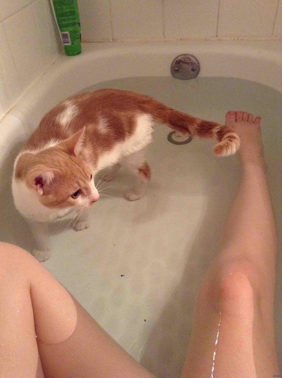 Кот в ванне