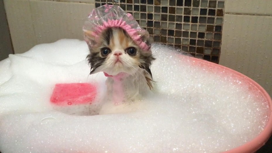 Котенок купается в ванне