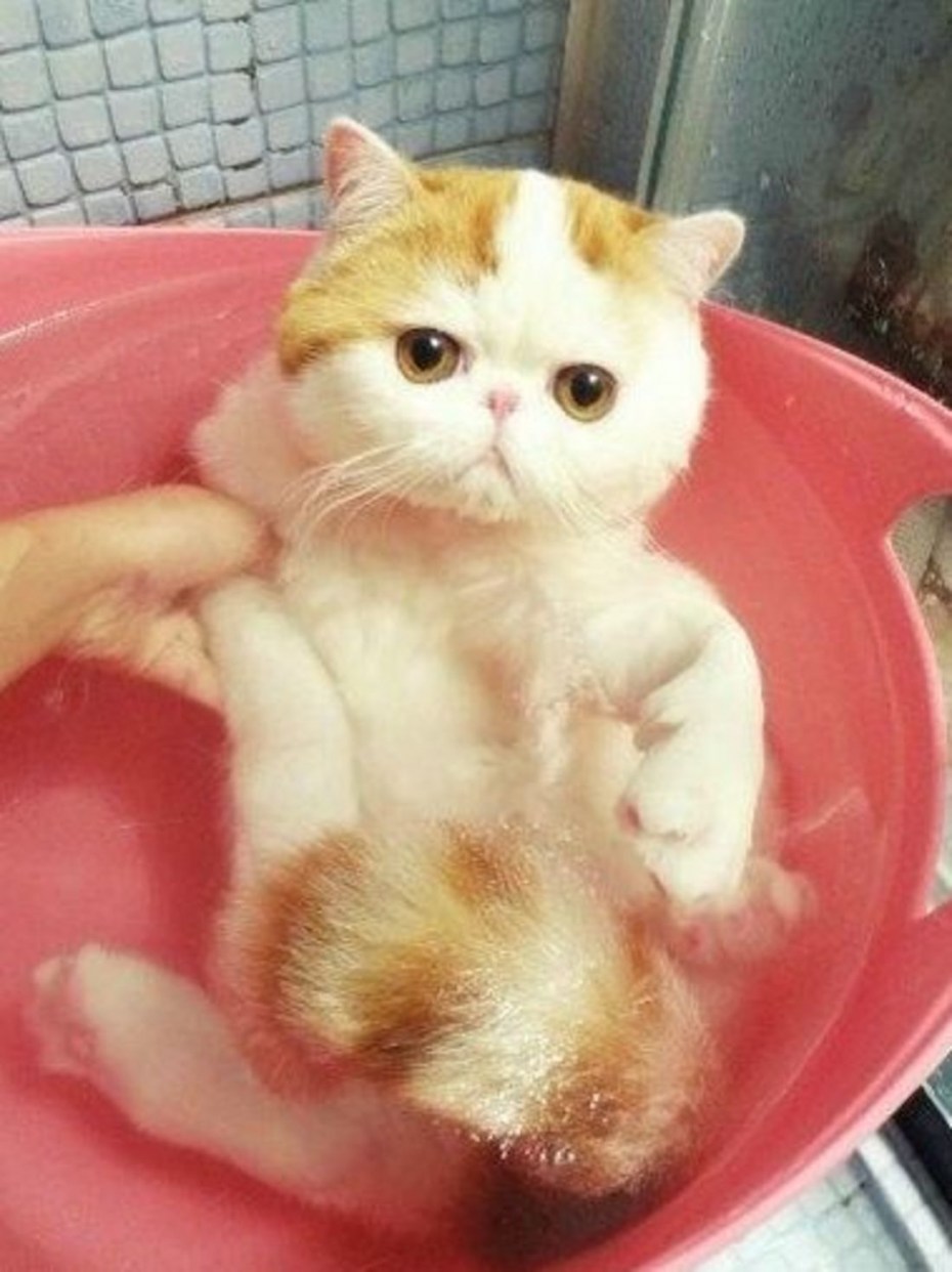 Кот купается