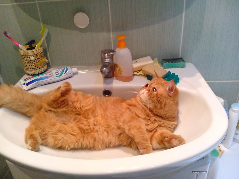 Породы кошек которые любят купаться