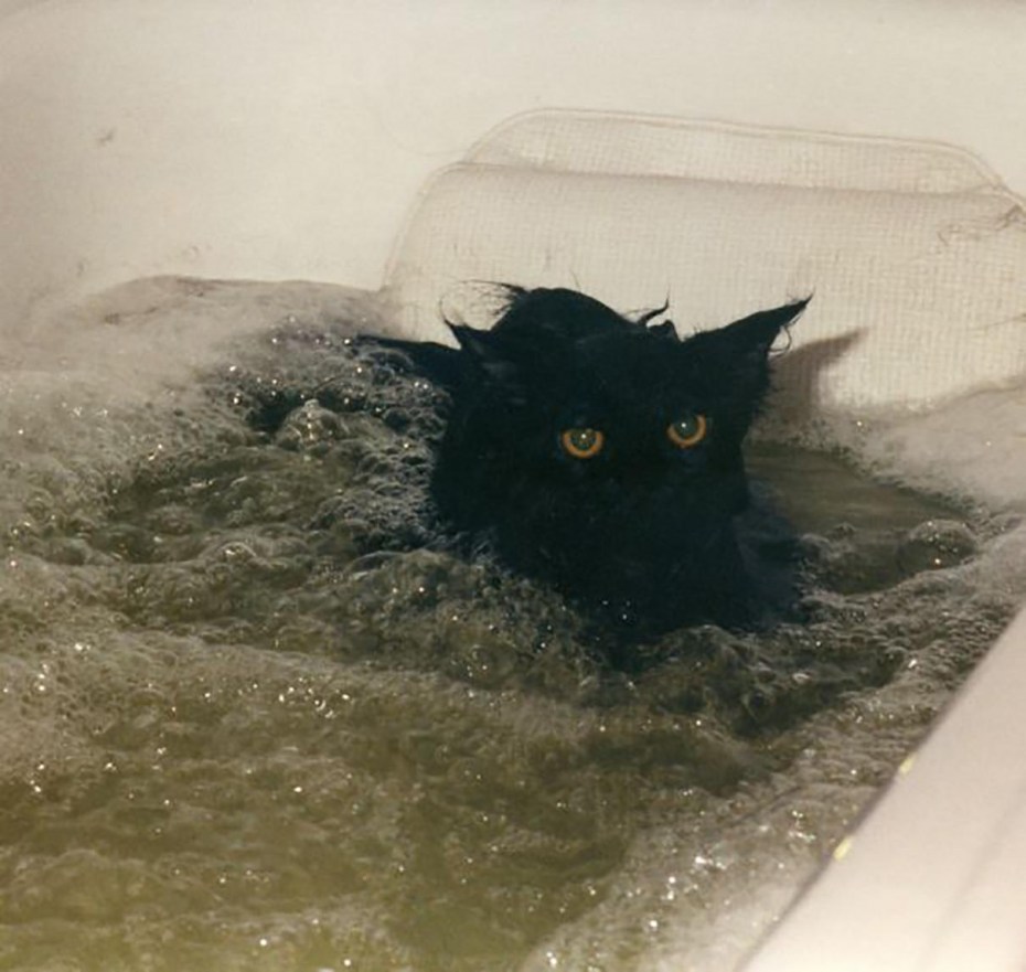 Котик в душе