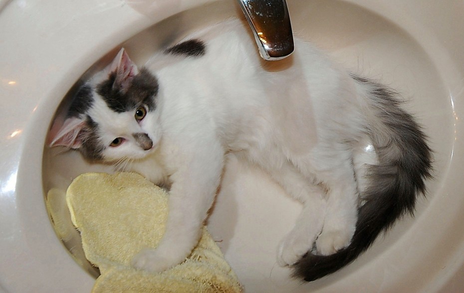 Котик в тазике