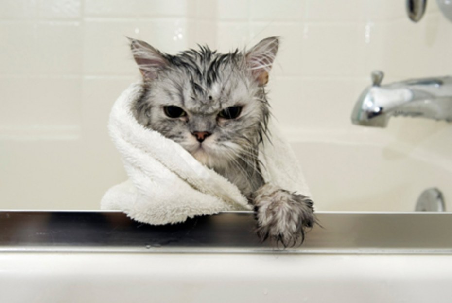 Мокрый котенок