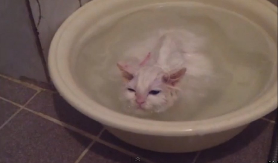 Рыжие коты в ванной
