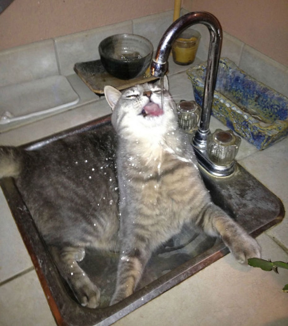 Коты которые обожают купаться