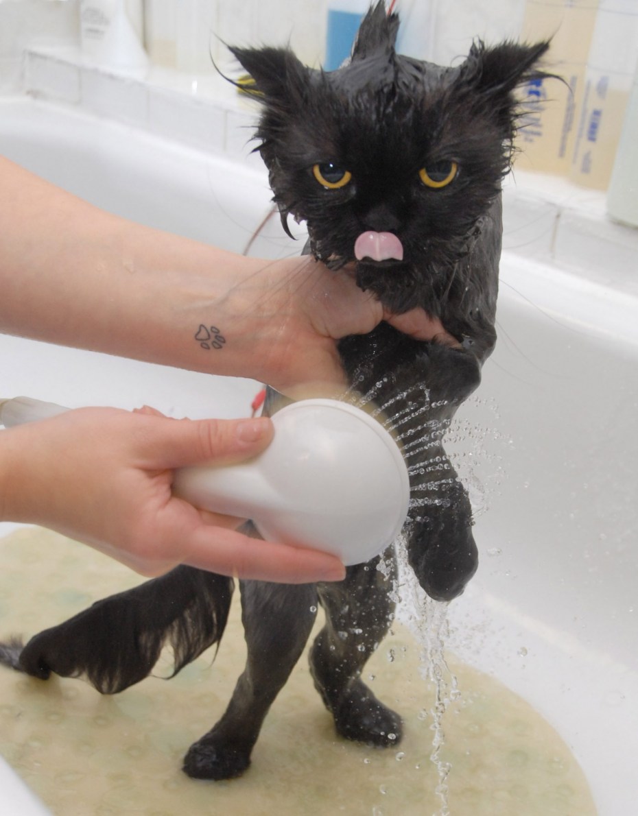 Милый котик в ванне