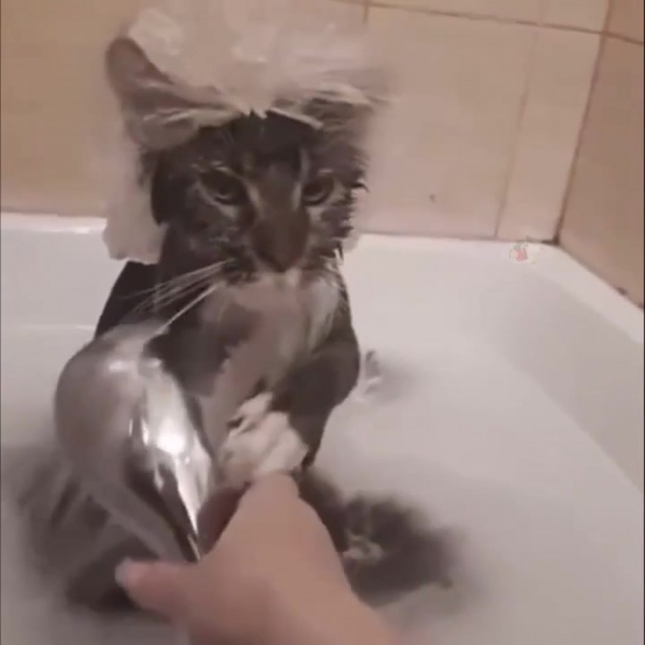 Котенок в ванне