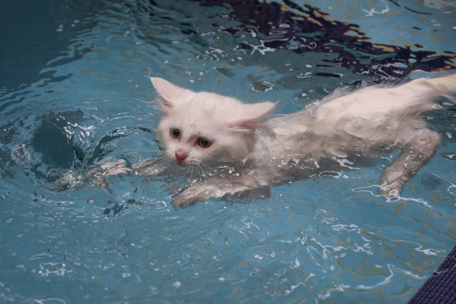 Кошки которые плавают
