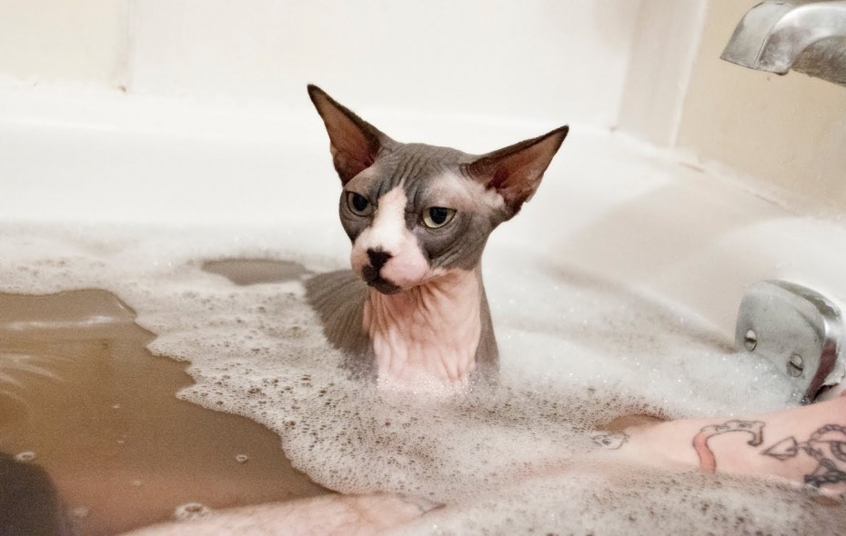 Котенок моется