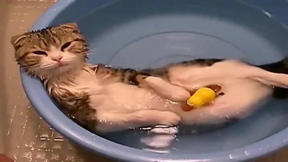Кошка купается в ванной