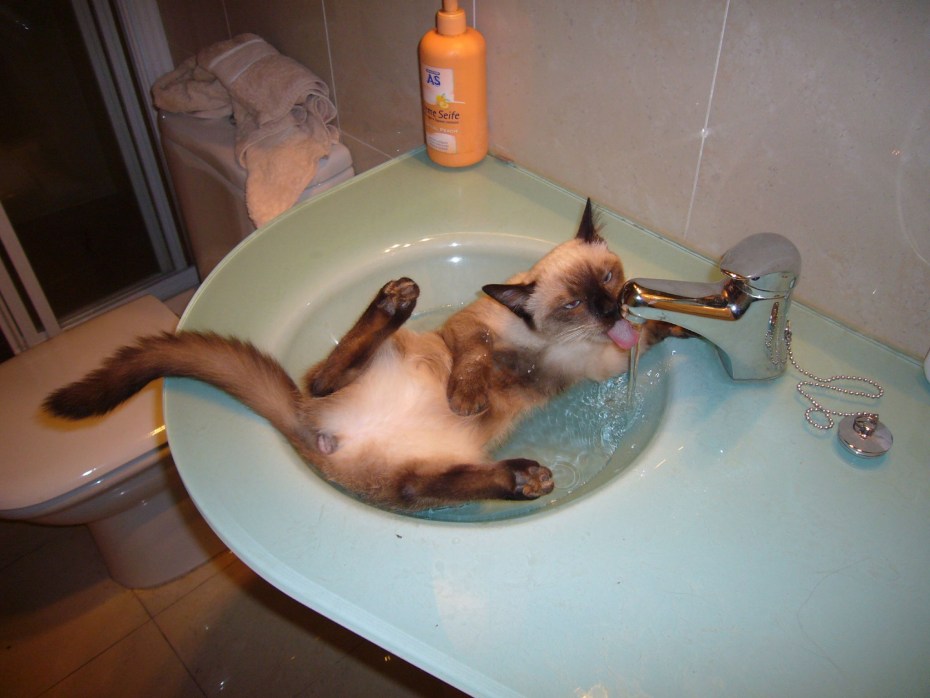 Мокрый кот
