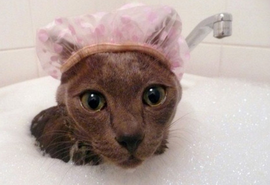 Котенок плавает в воде