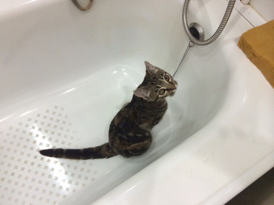 Котенок купается