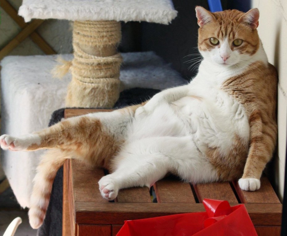 Вальяжная кошка