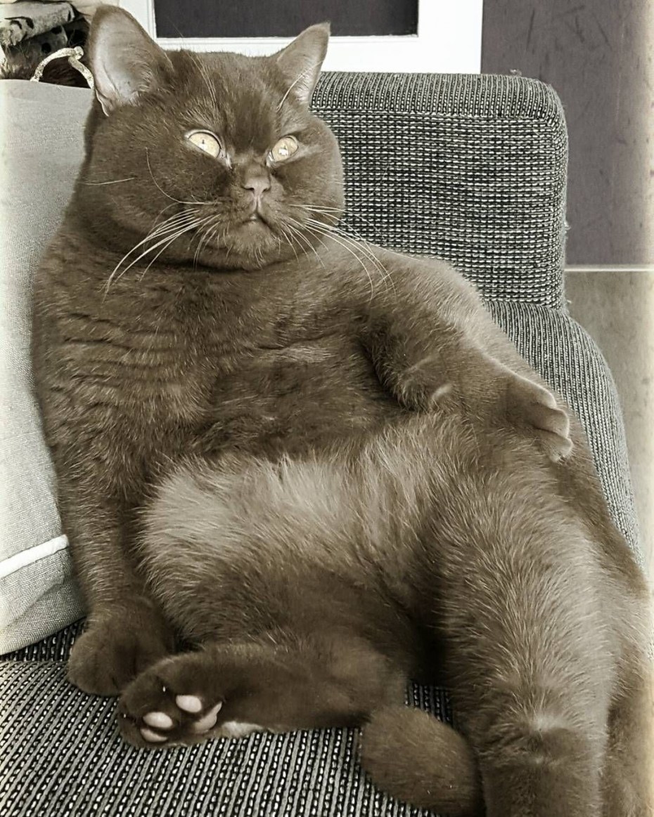 Наглый жирный кот