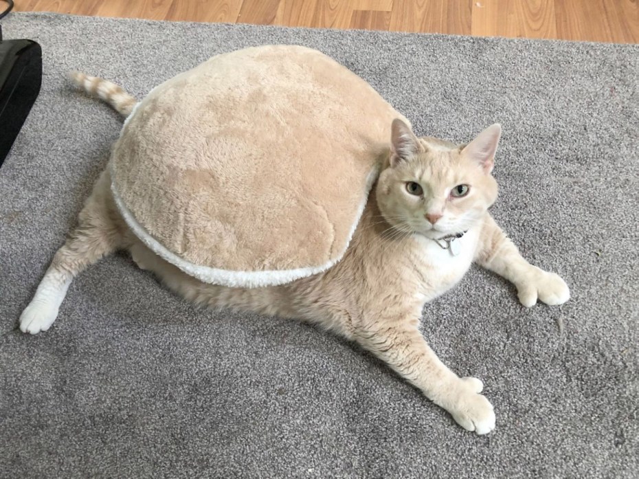 Самые толстые котики
