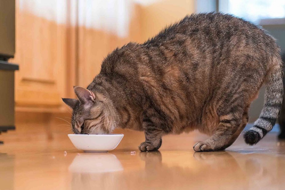 Толстый котенок