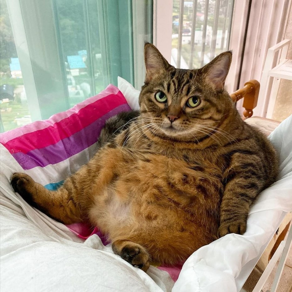 Жирный котик