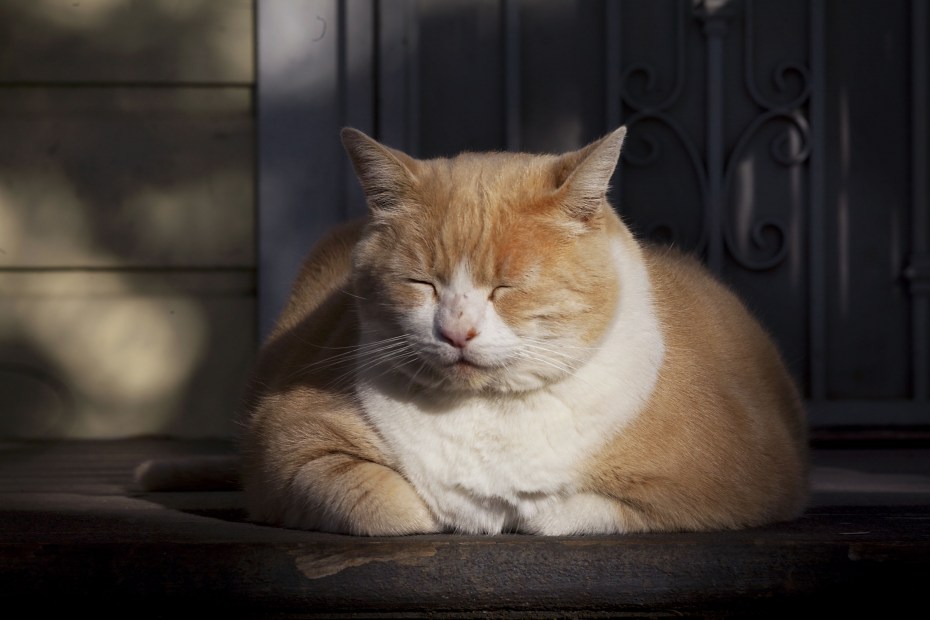 Пухлые коты