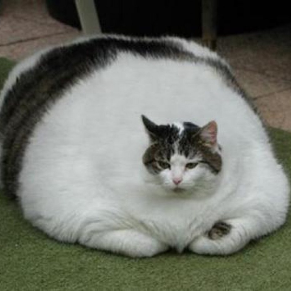 Кошка Дасти 420 котят