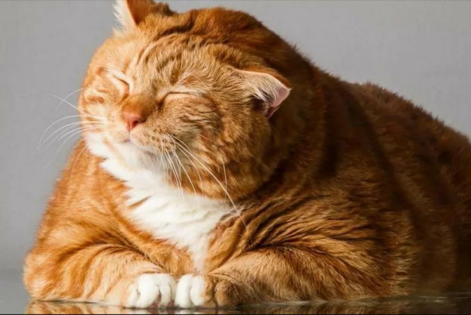 Толстый рыжий кот