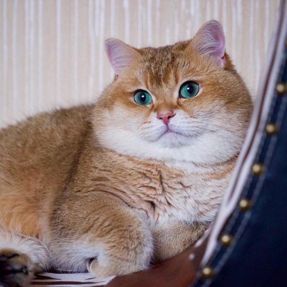Толстенькие котики