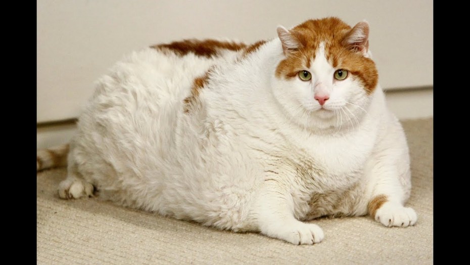 Толстая кошка
