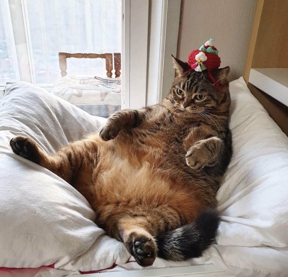 Кот лентяй