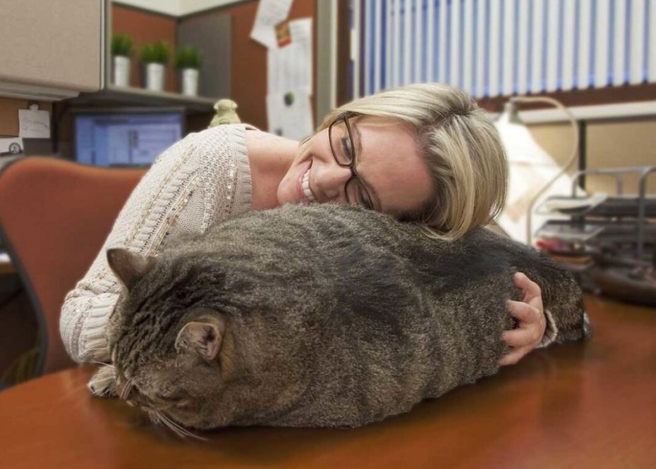 Жирные коты