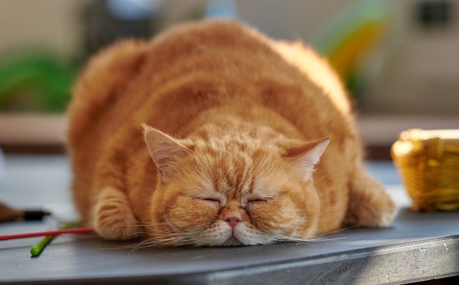 Ленивый кот