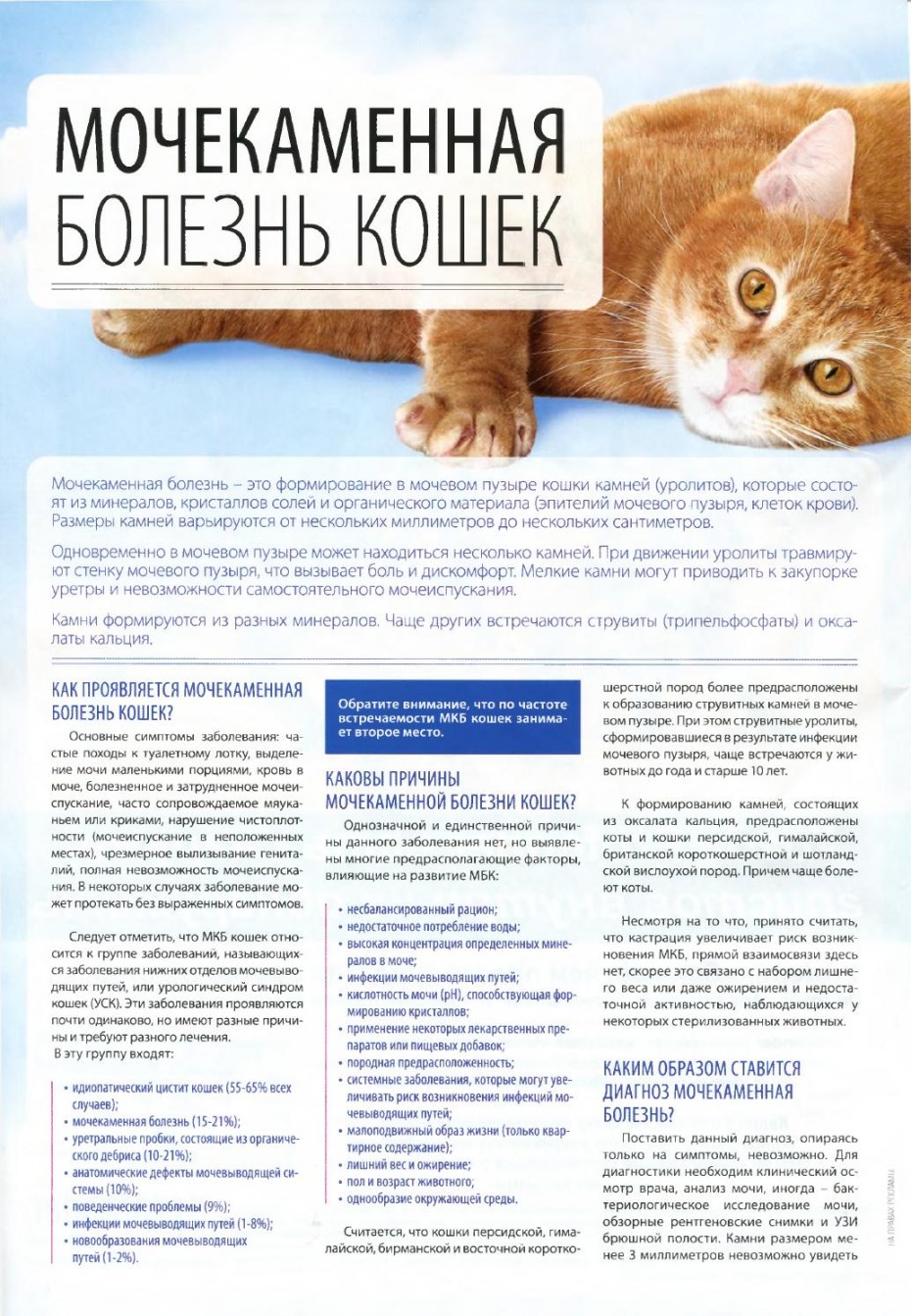 Мочекаменная болезнь у кошек рентген