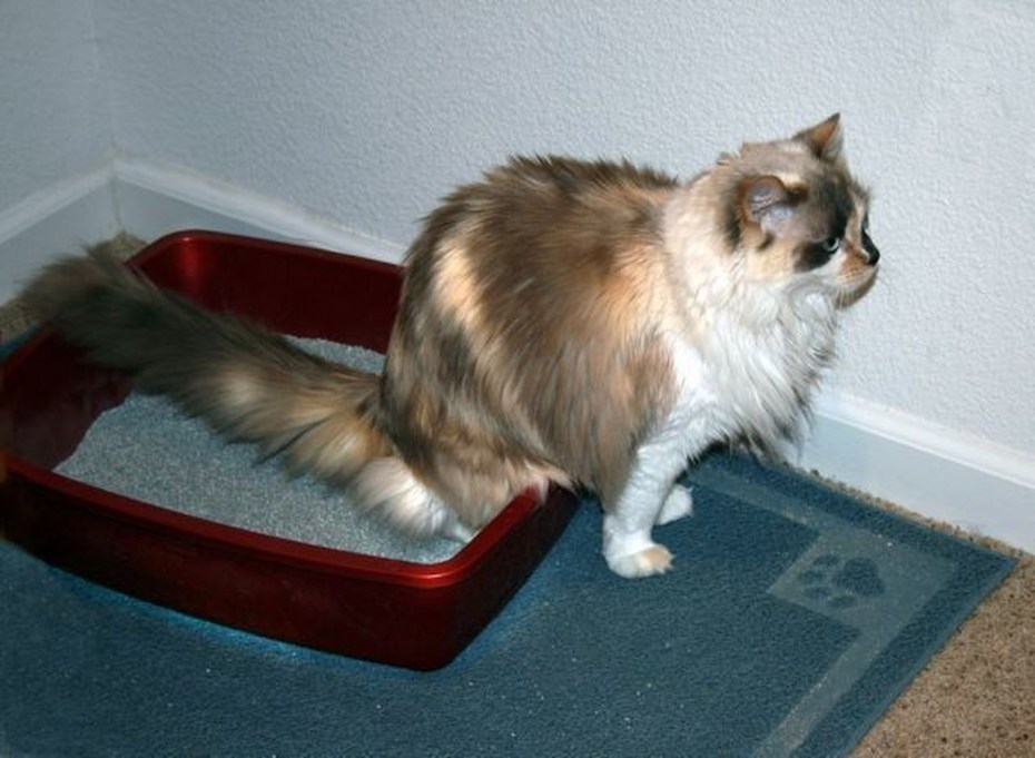 Цистит у кота котэрвин