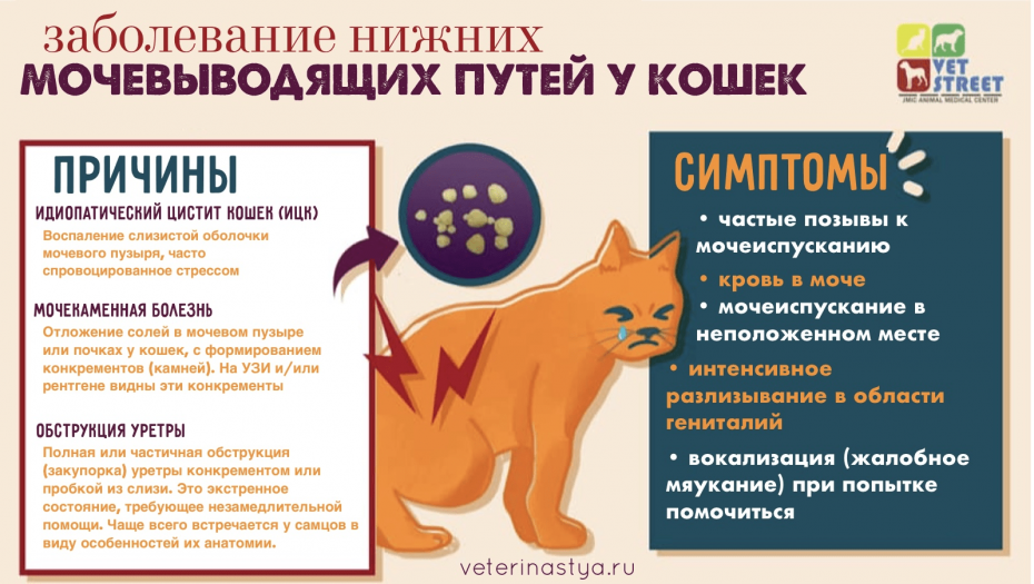 Катетер для животных котов