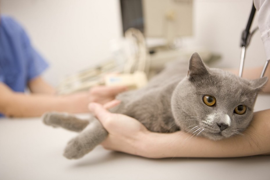 Is it possible to give Beef for urolithiasis in Dogs