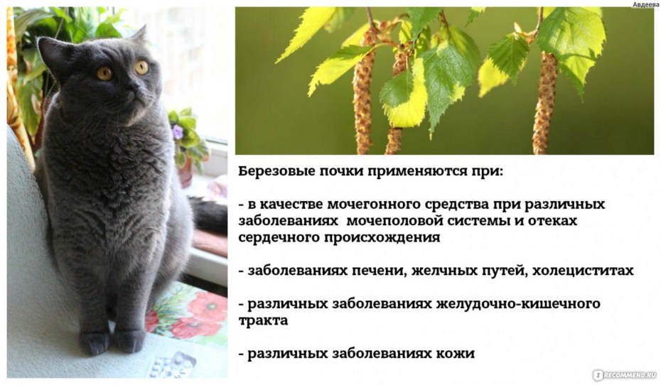 Мочекаменная болезнь у котов симптомы