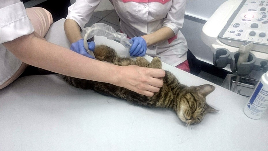 Мочекаменная болезнь у кошек