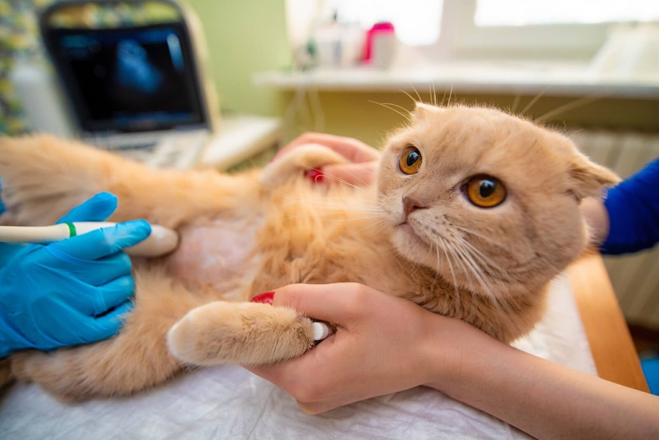 Кошка врач