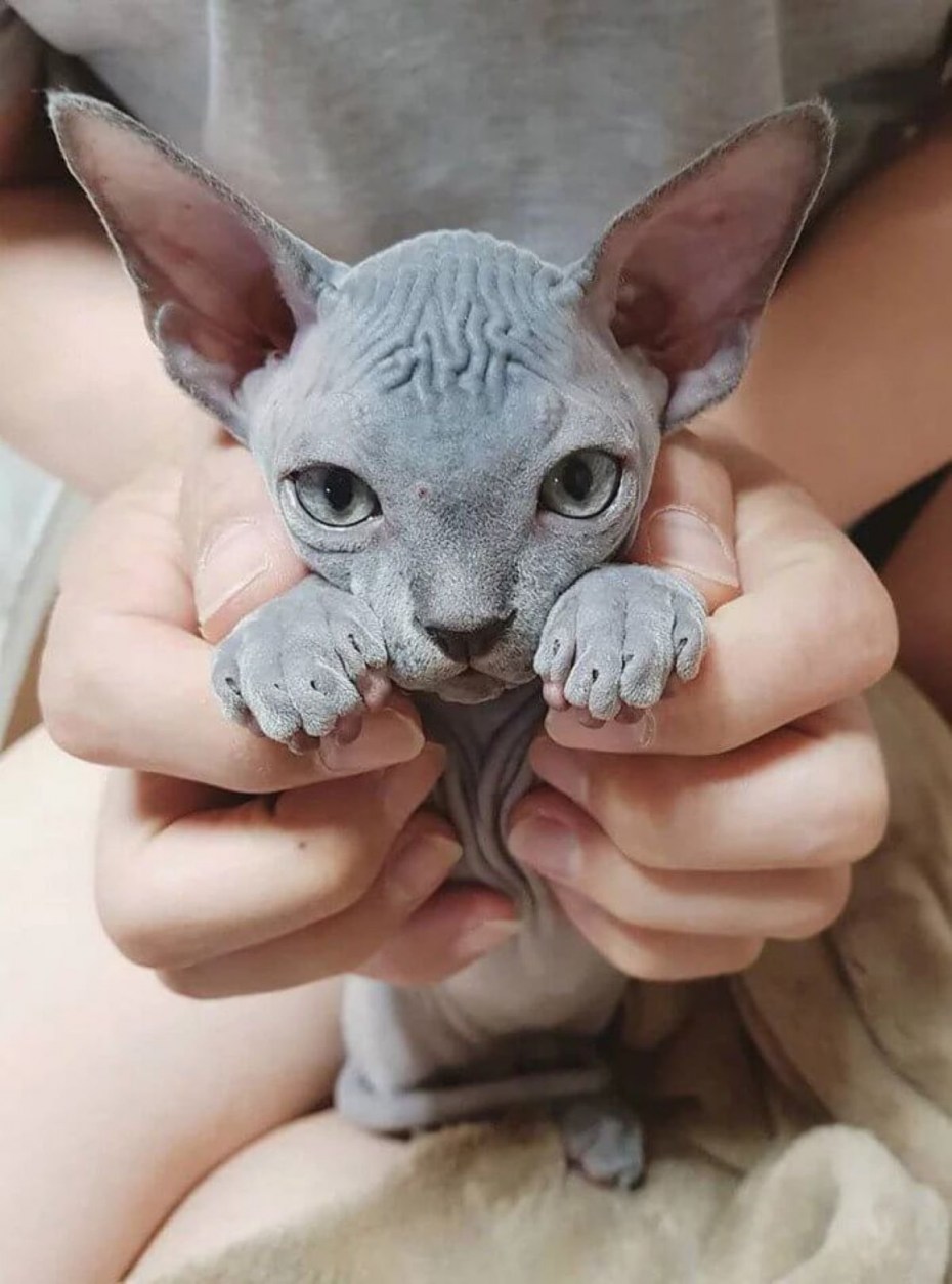 Канадский сфинкс кошка