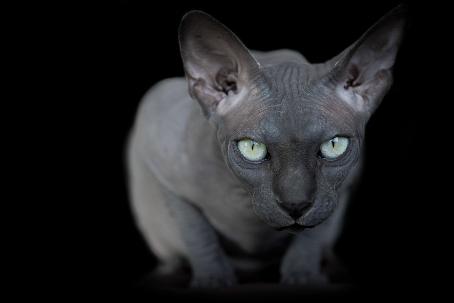 Чёрный сфинкс кошка