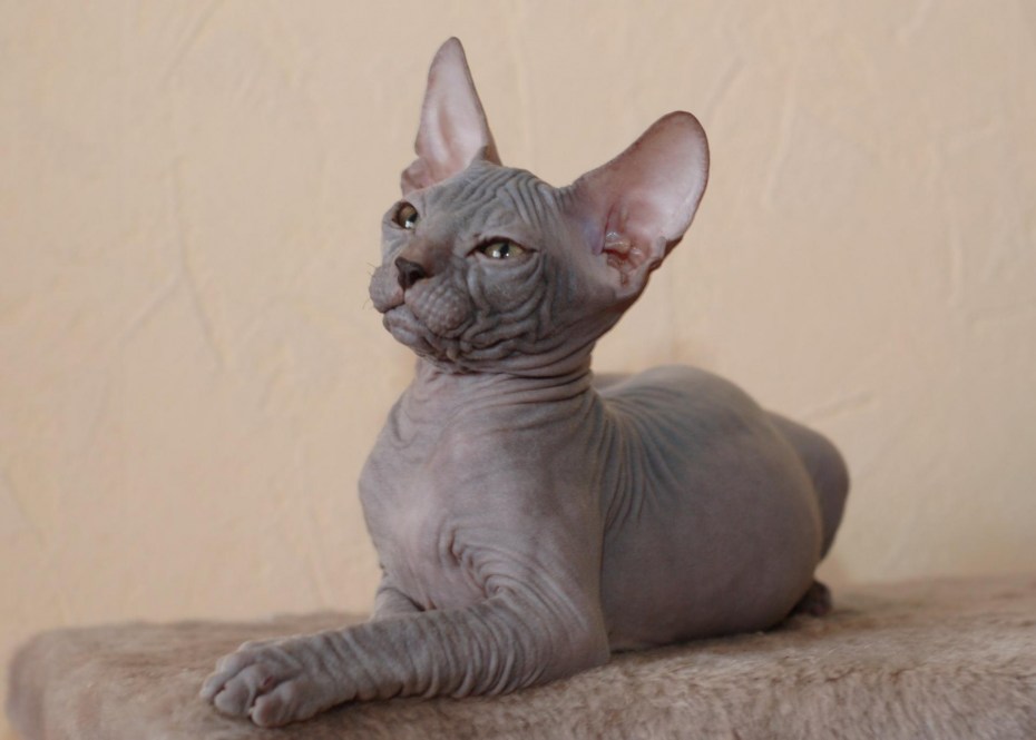 Донской сфинкс кошка