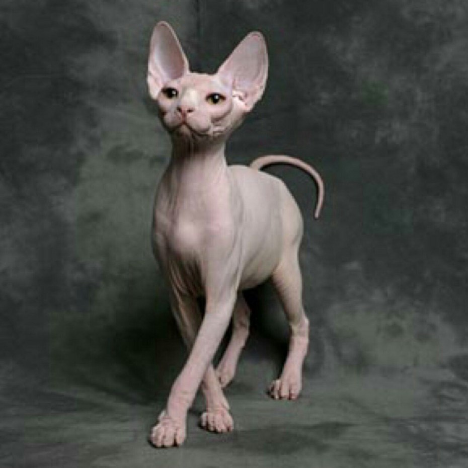 Кошка сфинкс кошка сфинкс