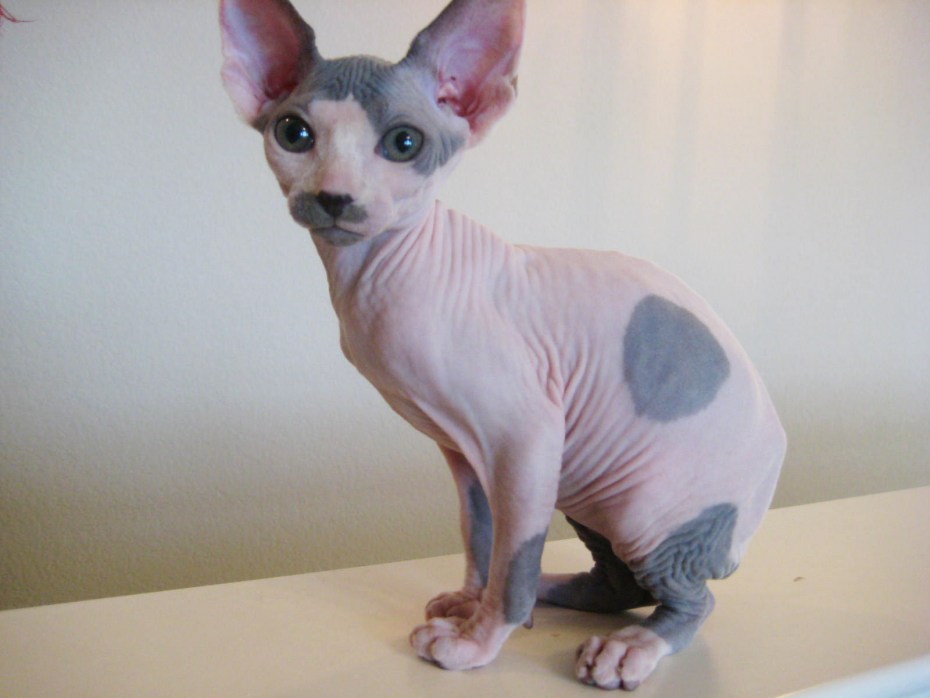 Сфинкс кот