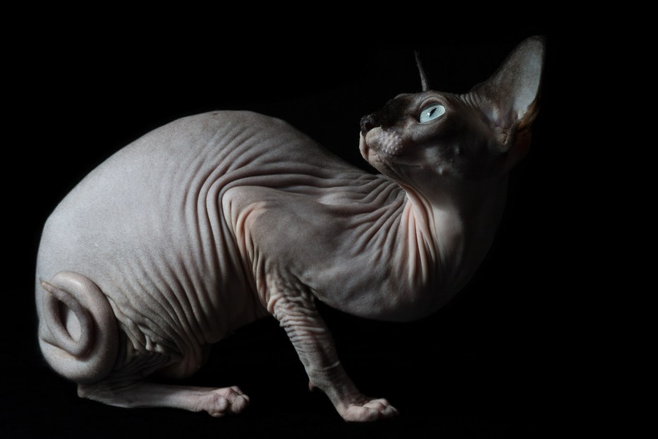 Кошка сфинкс видисверху